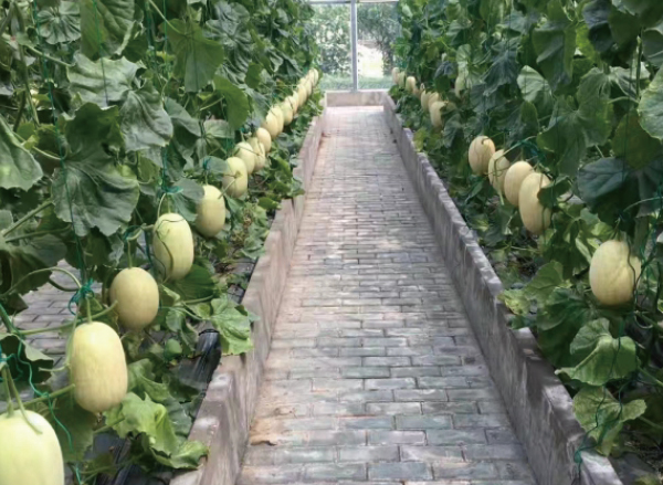 寧波市農(nóng)科院東錢(qián)湖基地云笈智慧農(nóng)業(yè)育苗恒溫系統(tǒng)