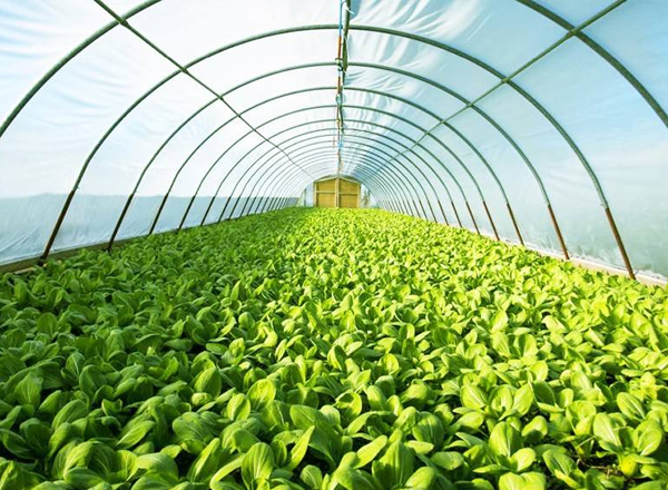 農(nóng)業(yè)農(nóng)村部：逐步推動解決高價彩禮、厚葬薄養(yǎng)等現(xiàn)實難題